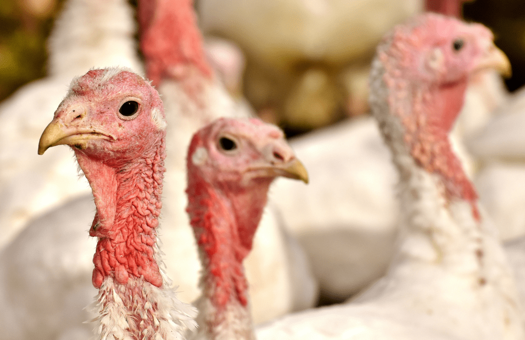 The turkey community is on an innovative path.