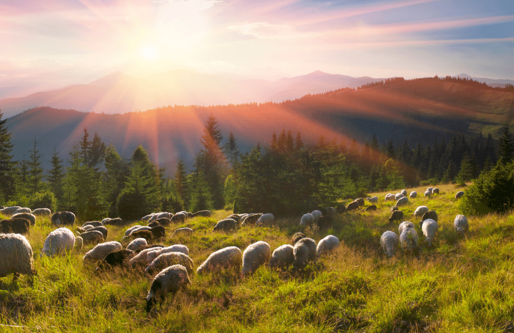 Sheep provide many important ecosystem benefits.