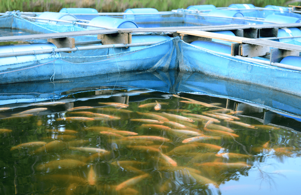 Sustainable seafood is seafood caught or grown in a manner that satisfies the nutritional needs of the current generation without reducing the ability to satisfy the needs of future generations.