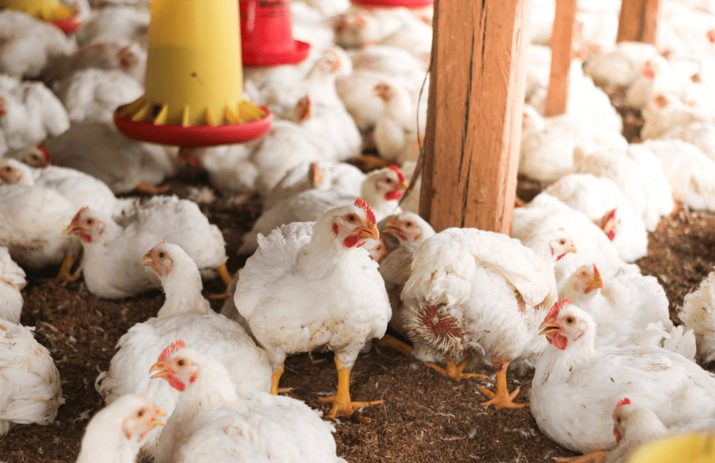 Chicken farmers work to reduce resources used and improve their impact on the environment.