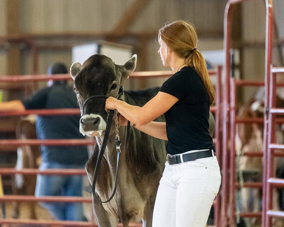 Girl leading brown swiss cow