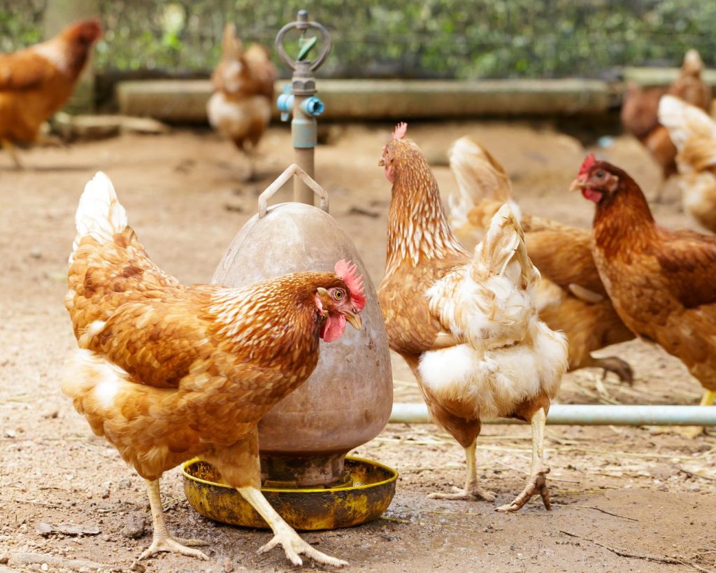 Animal welfare Animal welfare : Chickens roaming.