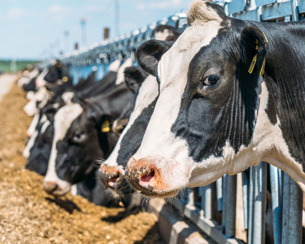Dairy cows eating.
