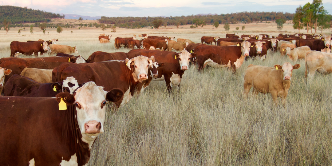 Untitled design (7) Cattle consuming grass.