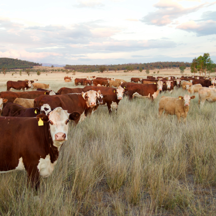 Cattle consuming grass.