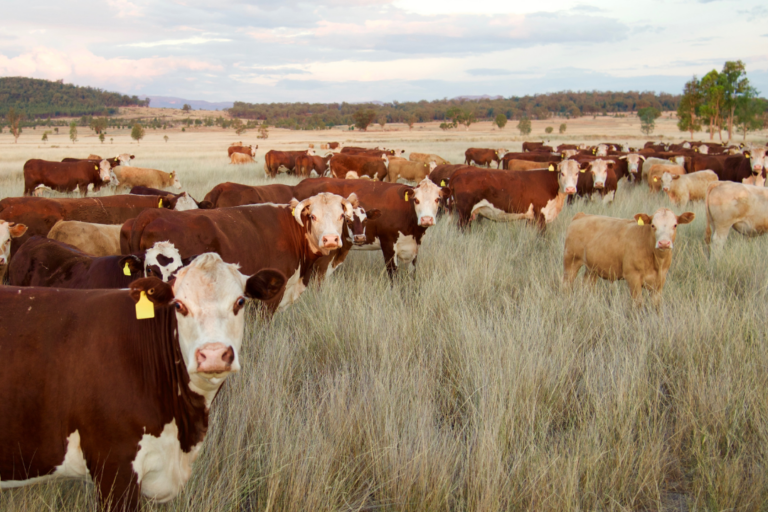 Cattle consuming grass.