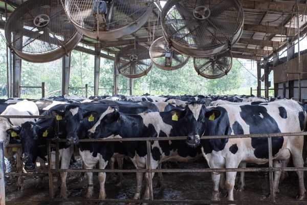 For animals housed indoors, farmers can install fans to improve airflow and limit hot air that would build up.