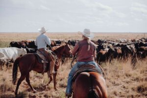 Two ranchers working their cattle on horse in a field