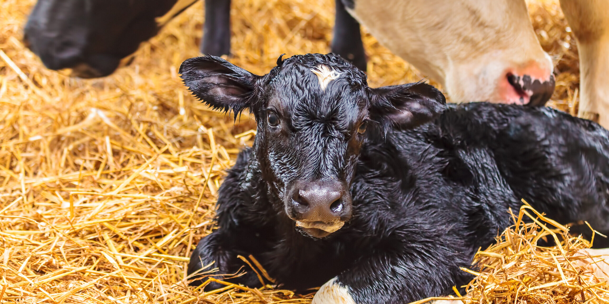 Newborn Calf On Hay In A Farmhouse