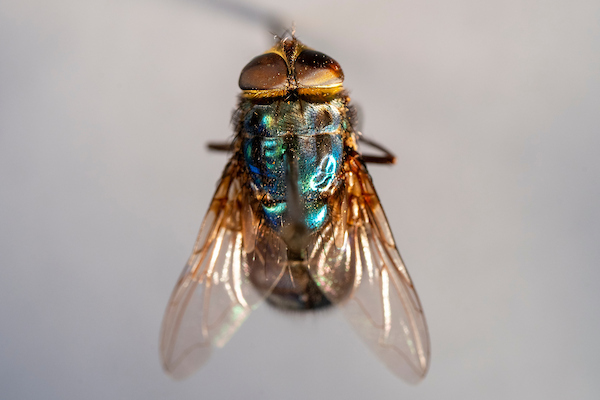 New World screwworm fly