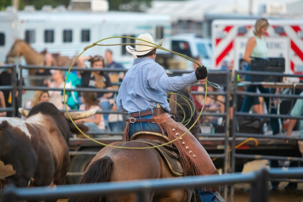 Cowboy roping bull